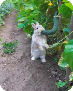📥 Ланьский кролик 🐰, Telegram sticker 6 of 19