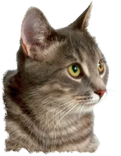 🐱 Cats 2, стикер Telegram 11 из 19