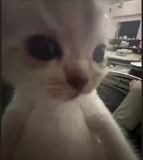 Cat создатель: @Dasha3Zha ➡️ @Ctikerubot