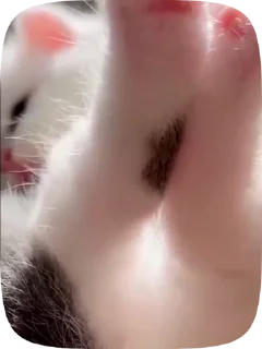 🐱 кітики, sticker Telegram 2 sur 46