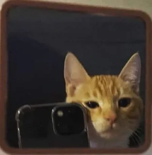 котятки