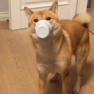 🐶 Shiba inu :: @dineloli_link, стикер Telegram 12 из 45