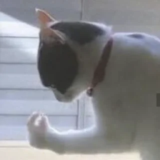 🤌 cats and not only, стикер Telegram 21 из 120