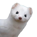 Advanced Humor for Mature People pack