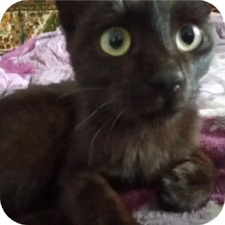 🐱 Сигми🙊, стікер Telegram 11 з 66