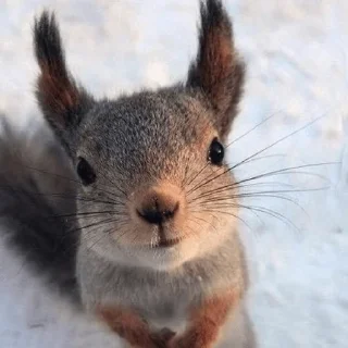 Squirrel pack