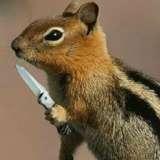 🔪 Squirrel pack, стикер Telegram 11 из 11