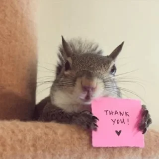 Squirrel pack