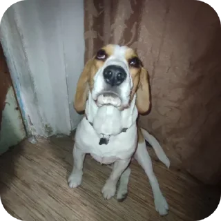 🐶 archikmypupsik, sticker Telegram 23 sur 57