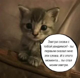 🧠 Голые бляди.   @amare_shit, Telegram sticker 22 of 120