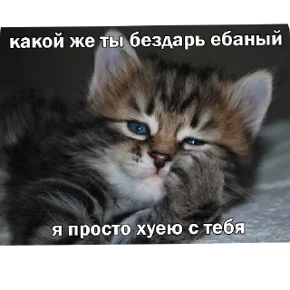 🐱 Злые наркотики, sticker Telegram 12 sur 34