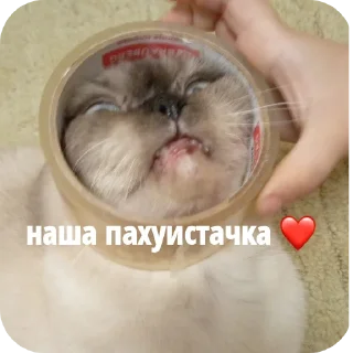 🐱 жопа, sticker Telegram 7 sur 60