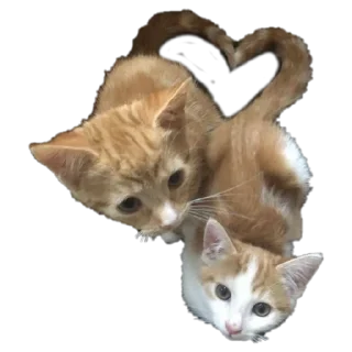❤️ котики от @flewugly, стікер Telegram 14 з 16
