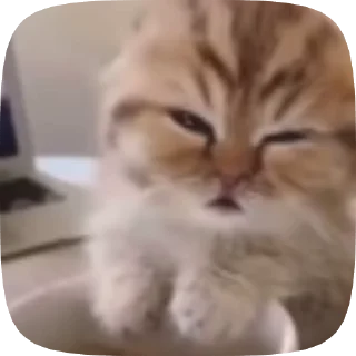 🥱 😾!kittens!😾, стикер Telegram 24 из 54