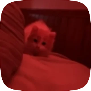 😇 😾!kittens!😾, стикер Telegram 22 из 54