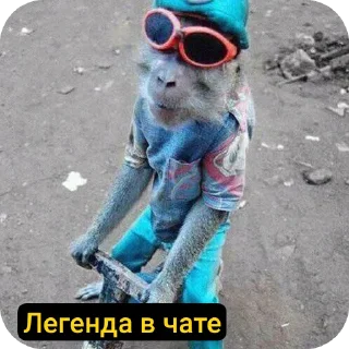 😎 Купальня пьяных бибизьян, sticker Telegram 7 sur 48