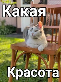 😍 Мурка А ну-ка давай-ка, стікер Telegram 17 з 24