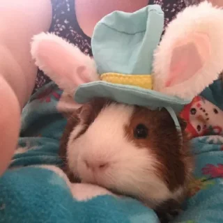 🐰 Морские свинки, стікер Telegram 24 з 68