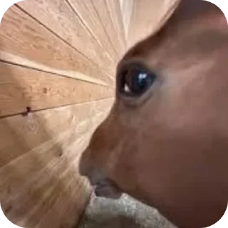 🐎 Говно, стикер Telegram 9 из 103