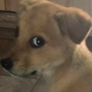 😶‍🌫️ собаки, Telegram sticker 2 of 120