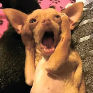 😱 собаки, Telegram sticker 4 of 120