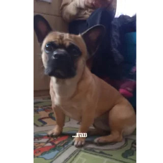 🐶 лучшие девочки да, стикер Telegram 14 из 47