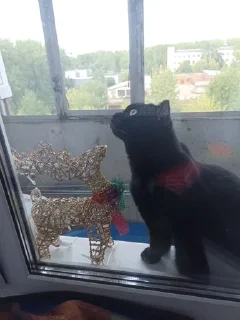 ✨ kykysik ✨