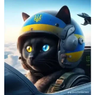 😀 Українські коти, стикер Telegram 7 из 23