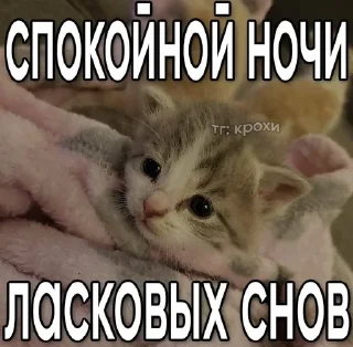 🌟 Kotikeee, стікер Telegram 24 з 60