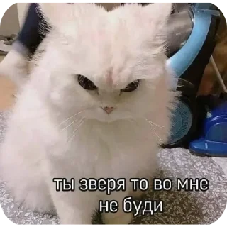 🐱 река:: @LoonyStik, Telegram sticker 5 of 48