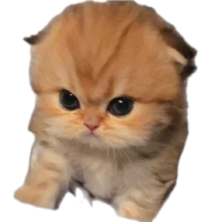 🐱 Еблеты котов, sticker Telegram 9 sur 27