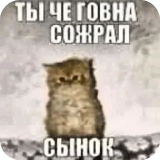 🐱 @STICKRULE <- БОЛЬШЕ, Telegram sticker 15 of 21