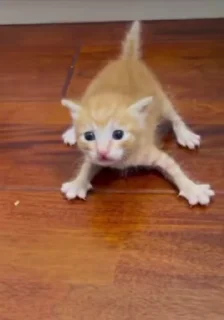 😾 Cat's😻, стикер Telegram 10 из 75