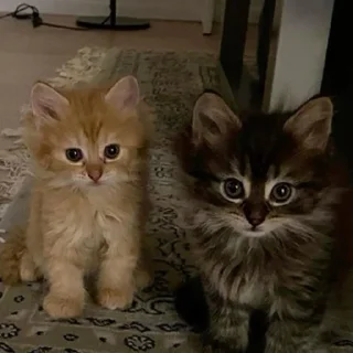🩶 cat's, стікер Telegram 8 з 20