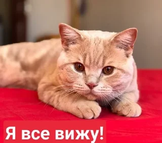 😏 Стеша и другие VIP кошки, стікер Telegram 18 з 52
