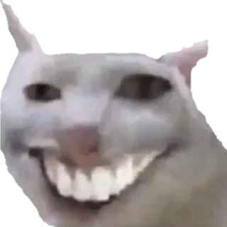 Кіт
