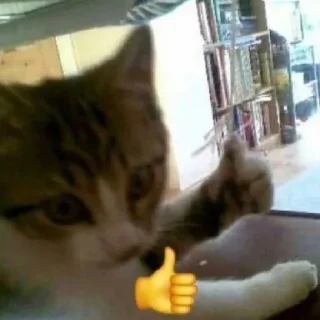 👍 кіт, sticker Telegram 5 sur 50