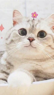❤️ Котики, sticker Telegram 23 sur 24
