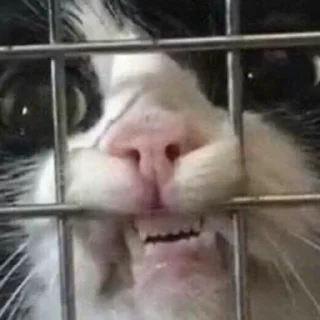 🤡 Котики, sticker Telegram 17 sur 24