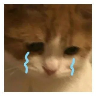 Котики
