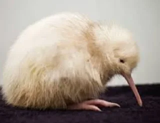 Kiwi ptica