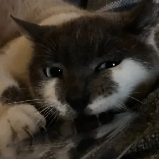 simbalybimka