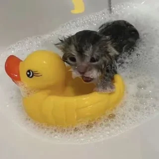 🩲 Катенаки🐈, стікер Telegram 21 з 65