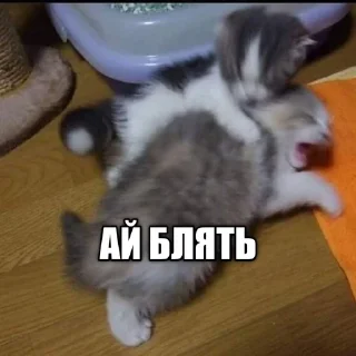 😢 @sqeay лучший ёж, Telegram sticker 8 of 14