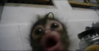 qqquu