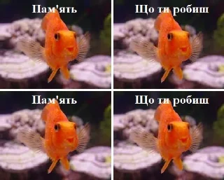 🐠 наліпки @chastis_log, Telegram sticker 9 of 22
