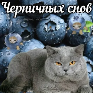 🌟 спкнч, стікер Telegram 11 з 29