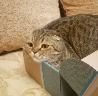 📦 😼 Archie - The Best 😼, стікер Telegram 6 з 120