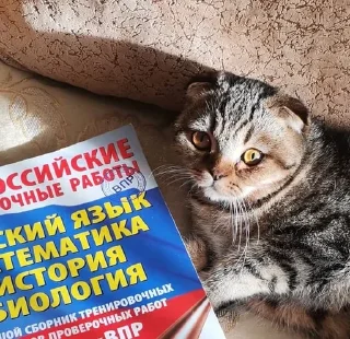 📖 😼 Archie - The Best 😼, стікер Telegram 24 з 120