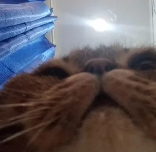🐱 😼 Archie - The Best 😼, стікер Telegram 12 з 120